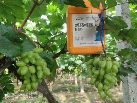 生根劑，拉姆拉，翠姆