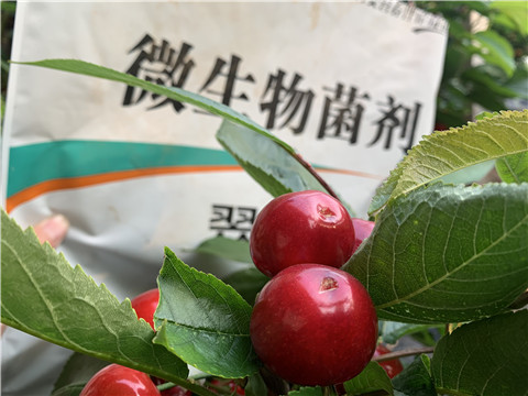 微生物菌劑，拉姆拉，翠姆