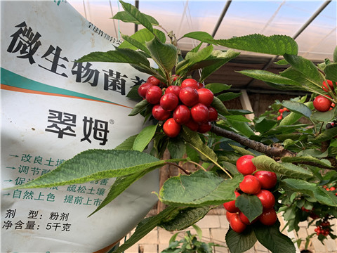 微生物菌劑，拉姆拉，翠姆