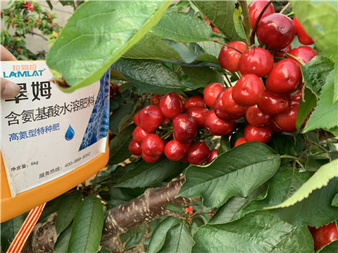 水溶肥，拉姆拉，翠姆