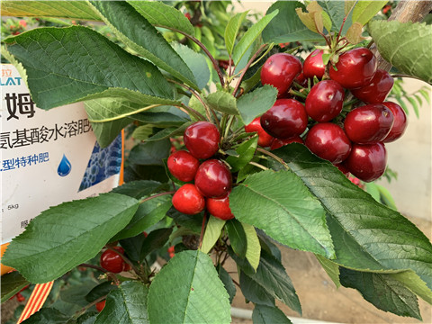 水溶肥，拉姆拉，翠姆