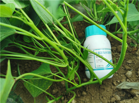 水溶肥，拉姆拉，翠姆