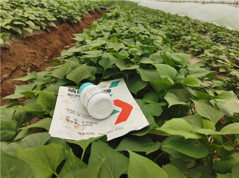 水溶肥，拉姆拉，翠姆