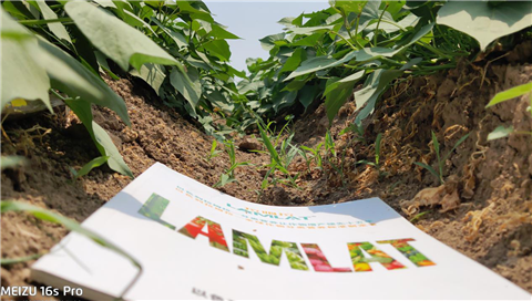 水溶肥，拉姆拉，翠姆