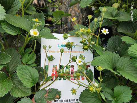 水溶肥，拉姆拉，翠姆