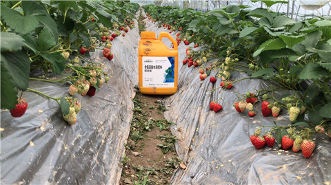 水溶肥，拉姆拉，翠姆