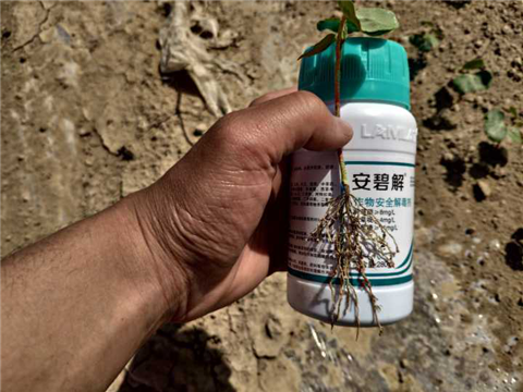 水溶肥，拉姆拉，翠姆