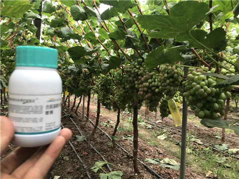 水溶肥，拉姆拉，翠姆