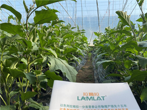 水溶肥，拉姆拉，翠姆