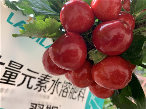 大量元素水溶肥，拉姆拉，翠姆