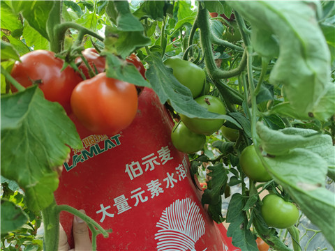 水溶肥，拉姆拉，伯示麥