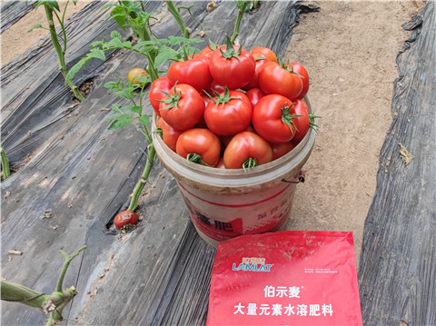 水溶肥，拉姆拉，伯示麥