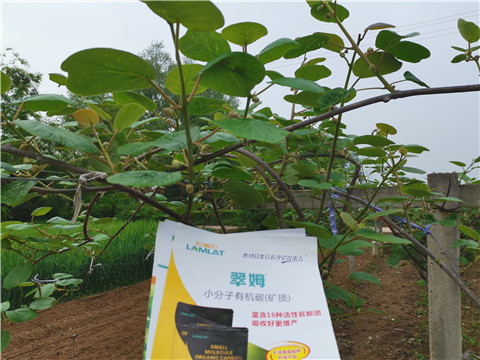 小分子有機碳，拉姆拉，翠姆