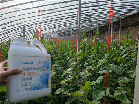 水溶肥，拉姆拉，翠姆