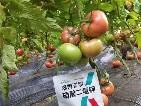 磷酸二氫鉀，拉姆拉，翠姆