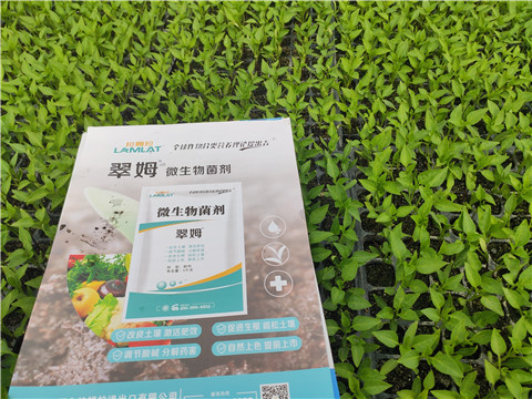 水溶肥，拉姆拉，翠姆