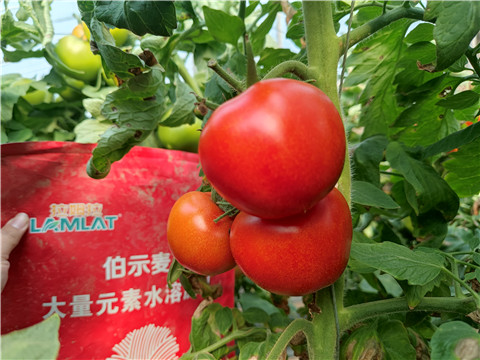 水溶肥，拉姆拉，伯示麥 