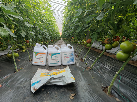 水溶肥，拉姆拉，伯示麥 