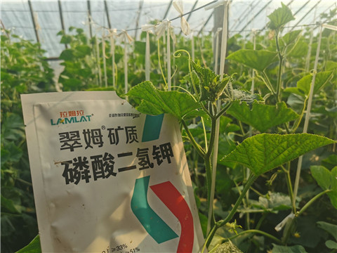 水溶肥，拉姆拉，翠姆