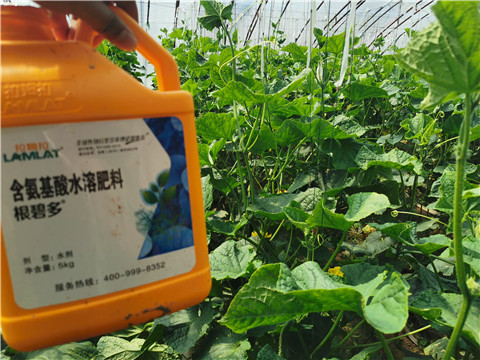 水溶肥，拉姆拉，翠姆