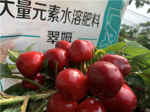 水溶肥，拉姆拉，翠姆