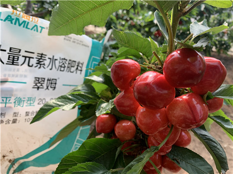 水溶肥，拉姆拉，翠姆