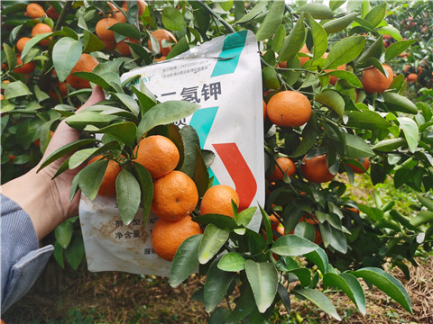 葉面肥，拉姆拉，翠姆