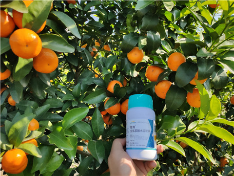 葉面肥，拉姆拉，翠姆