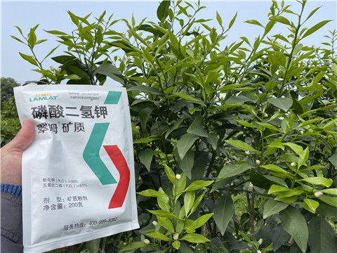 葉面肥，拉姆拉，翠姆