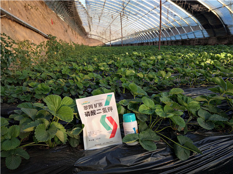 草莓施肥管理，拉姆拉，翠姆