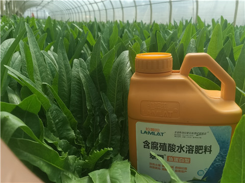 沖施肥，拉姆拉，翠姆