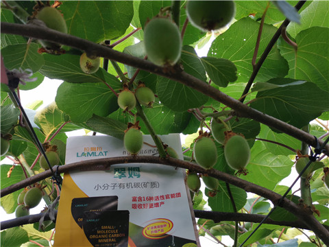 水溶肥，拉姆拉，翠姆