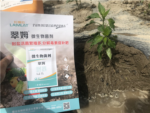 辣椒，拉姆拉，翠姆