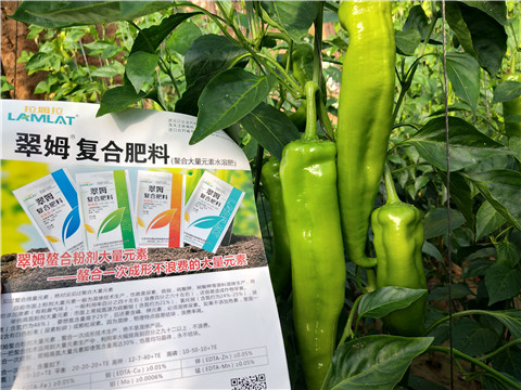 辣椒，拉姆拉，翠姆