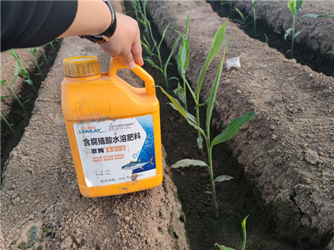 大姜，拉姆拉，翠姆