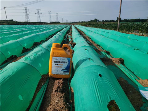 大姜，拉姆拉，翠姆