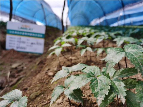 水溶肥，拉姆拉，翠姆