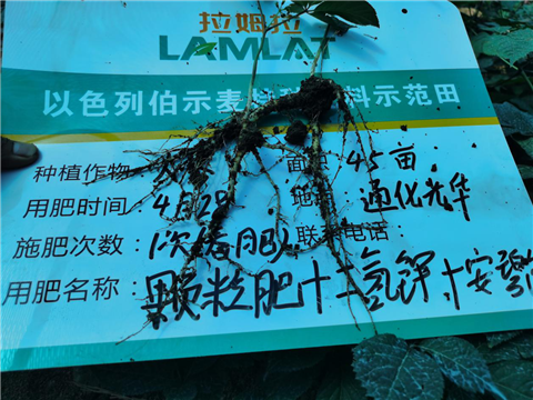 水溶肥，拉姆拉，翠姆