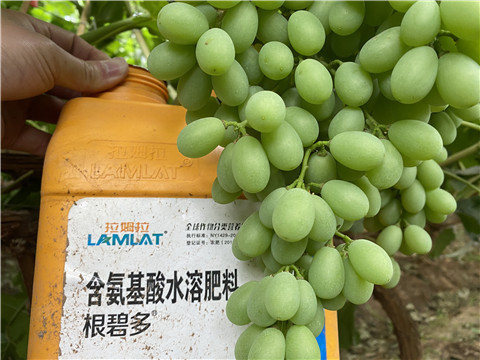 生根劑，翠姆，拉姆拉