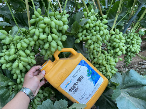 生根劑，翠姆，拉姆拉