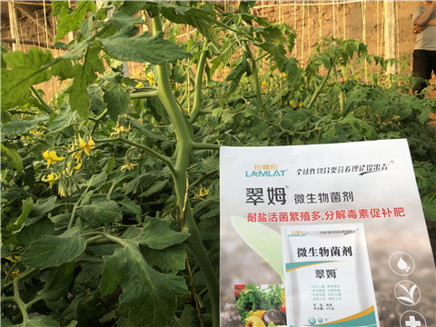 微生物菌劑，翠姆，拉姆拉