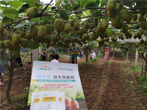 生根劑，翠姆，拉姆拉