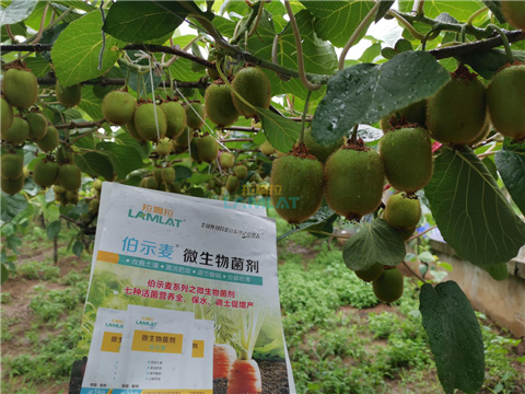 生根劑，翠姆，拉姆拉