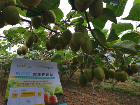 水溶肥，伯示麥，拉姆拉