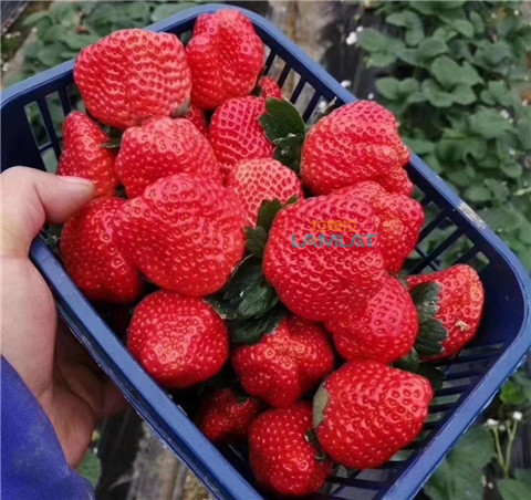 鈣肥，翠姆，拉姆拉