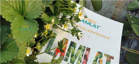 鈣肥，翠姆，拉姆拉