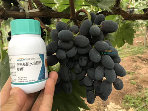 鈣肥，翠姆，拉姆拉