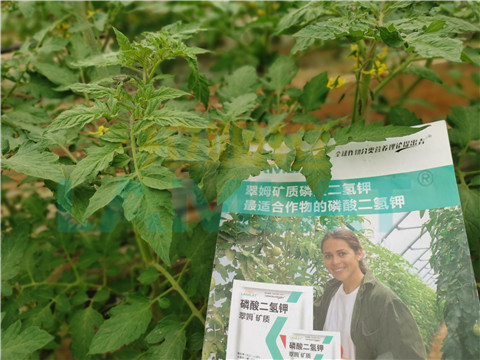 水溶肥，翠姆，拉姆拉