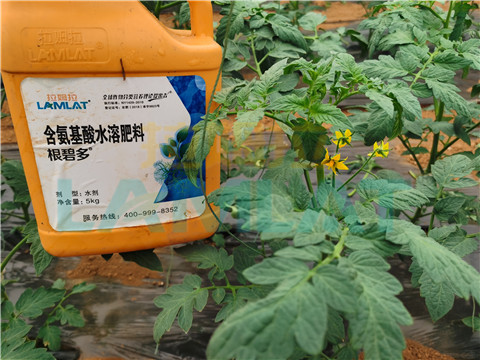 水溶肥，翠姆，拉姆拉