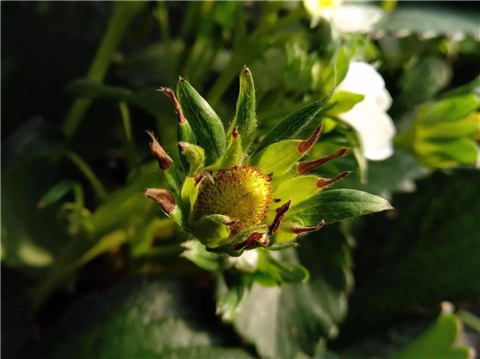 鈣肥，翠姆，拉姆拉